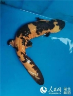 湖北现33cm长奇色“怪鱼” 为国家重点保护动物(图) - 新浪湖北