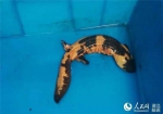 湖北现33cm长奇色“怪鱼” 为国家重点保护动物(图) - 新浪湖北