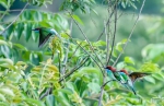 湖北松滋发现“中国最美小鸟” 观测记录到多达17只 - 新浪湖北