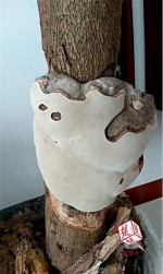 黄冈男子发现巨型“蘑菇” 外形像熊掌肉质像灵芝 - 新浪湖北