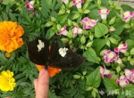 太美了！5万只蝴蝶从西双版纳空降武汉 - Whtv.Com.Cn