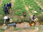 湖北一地菜籽油泄漏遭村民抢捞 企业每斤一元赎回 - 新浪湖北