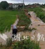 王店镇严河村排水沟渠损毁严重。 - 新浪湖北