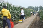 刘长华出席2018武汉种业博览会•鲜食玉米现场观摩交流会 - 农业厅
