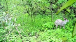 图为：5月10日，红外相机拍到白化毛冠鹿全身。（图片由神农架国家公园管理局提供） - 新浪湖北