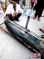 湖北一男子钓到102斤重青鱼 鱼身长达1.6米 - Hb.Chinanews.Com