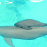 时隔13年后，世界第二例人工饲养长江江豚也在中科院武汉水生生物研究所成功繁殖。9月10日，这头名叫F7C的小江豚迎来“百天”。图为小江豚F7C和母亲在一起。　中科院水生所供图 - 新浪湖北