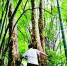 图为老鹰茶树高约30米，树围近2米 - 新浪湖北
