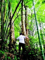 图为老鹰茶树高约30米，树围近2米 - 新浪湖北