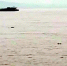 图为视频截图 - 新浪湖北