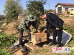 村里来了“养蜂专家” - Hb.Chinanews.Com