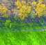 　府河大堤旁的意杨防浪林一片枯黄，而河滩上却是一片碧绿如春。记者李永刚 摄 - 新浪湖北
