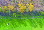 　府河大堤旁的意杨防浪林一片枯黄，而河滩上却是一片碧绿如春。记者李永刚 摄 - 新浪湖北