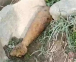 监利一农民挖虾池竟然挖到一枚炸弹 重量达30多斤 - 新浪湖北