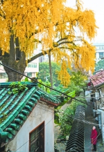 这棵汉阳树530岁了:本非崔颢诗中树 只因寿长享盛名 - 新浪湖北