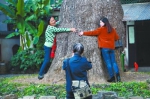 530岁的汉阳树，需要4个人才能抱住它的主干，伟岸的身姿在市中心的楼宇间成为一道奇观 - Hb.Chinanews.Com