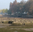 东湖边荷塘被抽干后现成片矮砖墙 引发游客猜想 - Whtv.Com.Cn