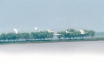 图为武汉的湿地环境吸引了天鹅来过冬 - 新浪湖北