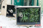 资料图片：当地时间2018年12月2日，奥地利维也纳，在奥地利出生的2岁大熊猫双胞胎“福伴”和“福凤”离开维也纳动物园，启程回国。回国后，它们将被安置在成都的新家。 图片来源：东方IC 版权作品 请勿转载 - Hb.Chinanews.Com