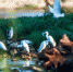 成群鸟类在远安沮河国家湿地公园栖息　远安林业局 供图　摄 - 新浪湖北