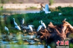 成群鸟类在远安沮河国家湿地公园栖息　远安林业局 供图　摄 - 新浪湖北