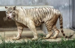 白虎首次落户武汉动物园 明年还将引进一只公虎为伴 - 新浪湖北