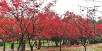 图为：久经风雨，中山公园的红叶落了一地 - 新浪湖北