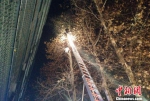男子爬树被困，消防架梯救人　张岩岩　摄 - 新浪湖北