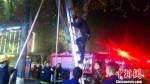 男子爬树被困，消防架梯救人 张岩岩 摄 - 新浪湖北