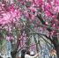 青山公园，两位女士在梅花树下自拍，怡然自乐记者李永刚 摄 - 新浪湖北