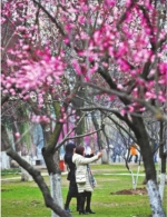 青山公园，两位女士在梅花树下自拍，怡然自乐记者李永刚 摄 - 新浪湖北