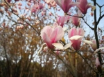 持续低温致樱花"迟到" 武汉樱花3月下旬将开放 - 新浪湖北