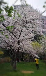 持续低温致樱花"迟到" 武汉樱花3月下旬将开放 - 新浪湖北