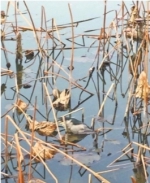 夜鹭被钓鱼线缠住困在荷塘中 救援人员助其脱困 - 新浪湖北