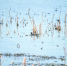 市民在月湖风景区观察到的“白骨顶” 太阳草 摄 - 新浪湖北