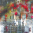 武汉光谷生物城的城中湖中三只白鹅在碧绿的湖面四处游曳（记者高勇 摄） - 新浪湖北