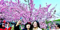 武汉东湖樱花节开幕 赏花期持续到4月20日 - Whtv.Com.Cn