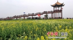 首届湖北油菜花节在荆门举办 - Hb.Chinanews.Com