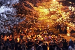 2019年3月23日夜晚七点钟，武汉大学观赏樱花取消限制后迎来夜高峰，樱花大道上来自天南海北的赏花游客人头攒动。记者 高勇 摄 - 新浪湖北
