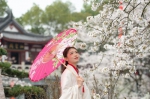 武汉三镇遍赏樱花，50万株樱花树竞相绽放 - 新浪湖北