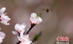 盛开的桃花引来了一只只蜜蜂。 黄余洋 摄 - Hb.Chinanews.Com