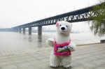 全城寻找樱花熊！武汉一海洋公园“熊孩子”携“巨款”出走 - 新浪湖北