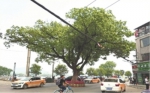 东湖风光村的“一棵树”摄影张舒怡 - 新浪湖北