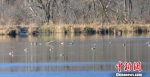 大九湖湿地水鸟种类和数量稳步上升 张久国 摄 - 新浪湖北