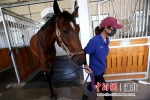 参与军运会比赛所用的马匹 张畅摄 - Hb.Chinanews.Com