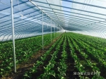奥晨投资，填补了纳米比亚蔬菜种植的空白 - 农业厅
