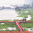 图为：汉口江滩芦苇区被淹没楚天都市报记者李辉摄 - 新浪湖北