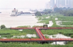 图为：汉口江滩芦苇区被淹没楚天都市报记者李辉摄 - 新浪湖北