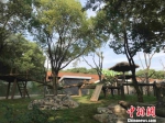 武汉动物园大熊猫新馆 张芹 摄 - 新浪湖北