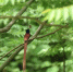 寿带鸟栖息在树枝上的场面 - 新浪湖北